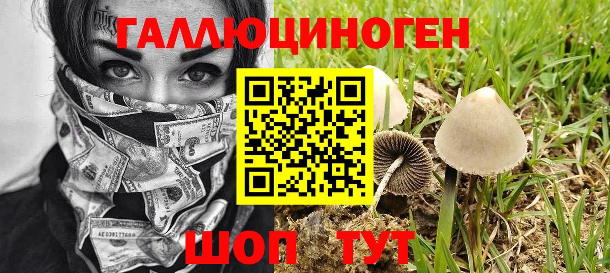 Галлюциногенные грибы Psilocybine cubensis Петрозаводск